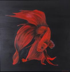 Rød kampfisk - solgt